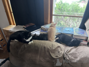 Zdjęcie №1. maine coon - na sprzedaż w 9, podwójne ławice | 305zł | Zapowiedź № 148698