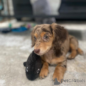 Zdjęcie №1. jamnik - na sprzedaż w Wrocław | negocjowane | Zapowiedź №163177