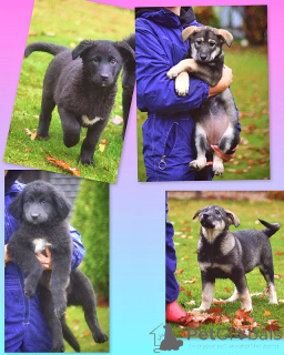 Zdjęcie №2 do zapowiedźy № 158292 na sprzedaż  pies nierasowy - wkupić się Federacja Rosyjska prywatne ogłoszenie