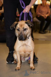 Zdjęcie №1. pies nierasowy - na sprzedaż w Petersburg | Bezpłatny | Zapowiedź №163727