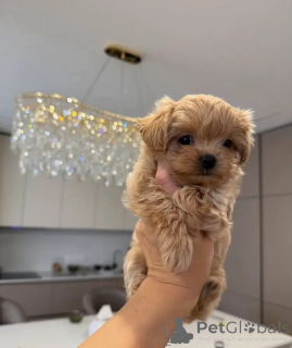 Zdjęcie №3. Szczenięta Maltipoo z idealną mieszanką słodyczy i uroku. Niemcy