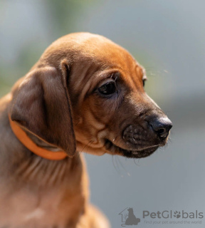 Zdjęcie №3. Szczenięta rasy Rhodesian Ridgeback. Federacja Rosyjska