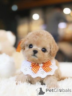 Zdjęcie №1. pudel (zabawka) - na sprzedaż w Karolina Beach | negocjowane | Zapowiedź №154337