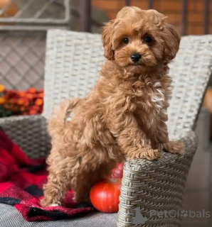 Zdjęcie №1. maltipu - na sprzedaż w Brema | negocjowane | Zapowiedź №163592