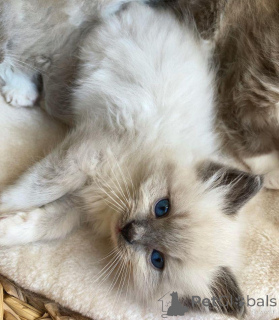 Zdjęcie №3. Samce i samice kotów Ragdoll do adopcji. Holandia