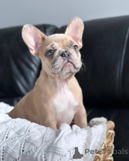 Zdjęcie №3. Uroczy szczeniak dostępny do adopcji. Niemcy