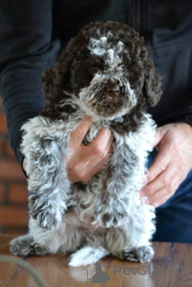Zdjęcie №2 do zapowiedźy № 157437 na sprzedaż  lagotto romagnolo - wkupić się Serbia hodowca