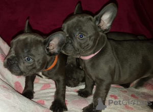 Zdjęcie №2 do zapowiedźy № 115877 na sprzedaż  buldog francuski - wkupić się Niemcy prywatne ogłoszenie, hodowca