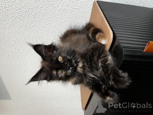 Zdjęcie №2 do zapowiedźy № 155992 na sprzedaż  maine coon - wkupić się Federacja Rosyjska od żłobka