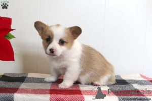 Zdjęcie №1. welsh corgi - na sprzedaż w Enköping | 2296zł | Zapowiedź №136399