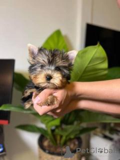 Zdjęcie №1. yorkshire terrier - na sprzedaż w Luksemburg | negocjowane | Zapowiedź №167002