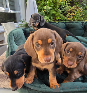 Zdjęcie №1. jamnik - na sprzedaż w Delbruk | 1674zł | Zapowiedź №154599