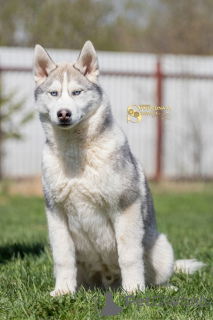 Zdjęcie №3. Siberian Husky Szczenięta. Federacja Rosyjska