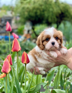 Zdjęcie №1. cavalier king charles spaniel - na sprzedaż w Mińsk | negocjowane | Zapowiedź №168618