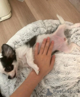 Zdjęcie №1. chihuahua (rasa psów) - na sprzedaż w Ohio | negocjowane | Zapowiedź №162958