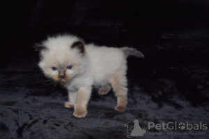 Zdjęcie №4. Sprzedam ragdoll w Warszawa. prywatne ogłoszenie, hodowca - cena - 1465zł