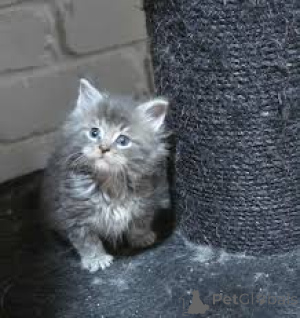 Zdjęcie №3. Norwegische Waldkatzen-Kätzchen zu verkaufen. Austria