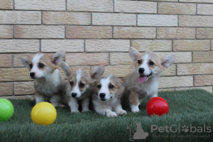 Zdjęcie №3. Szczenięta Welsh Corgi Pembroke. Serbia