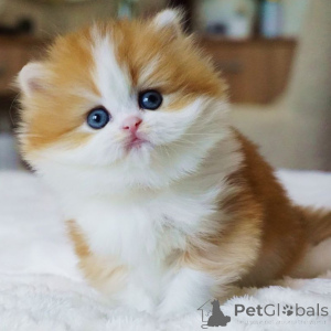 Zdjęcie №1. kot brytyjski długowłosy - na sprzedaż w Berno | negocjowane | Zapowiedź № 160245