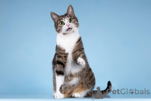 Zdjęcie №3. Kotka Bonnie szuka dobrego serca.. Federacja Rosyjska