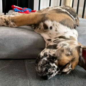 Zdjęcie №3. Szczenięta z trzciny Corso dostępne do adopcji. USA