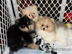 Zdjęcie №1.  - na sprzedaż w Kahnawake | negocjowane | Zapowiedź №161682