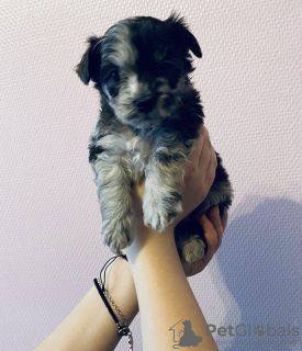 Zdjęcie №3. śliczne szczenięta maltipu szukają nowego domu. Francja