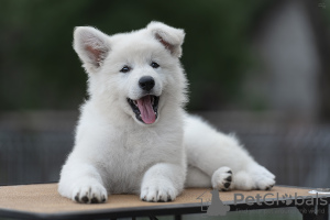 Zdjęcie №3. Szczenięta BSHO. Białoruś