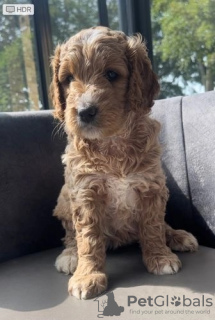 Dodatkowe zdjęcia: Urocze miniaturowe szczenięta Goldendoodle gotowe do odbioru już dziś. SMS (559)