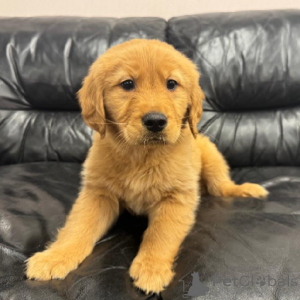 Zdjęcie №2 do zapowiedźy № 170359 na sprzedaż  golden retriever - wkupić się Hiszpania 