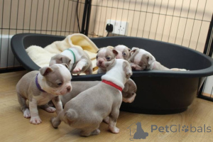 Zdjęcie №2 do zapowiedźy № 135556 na sprzedaż  boston terier - wkupić się USA ze schronu, hodowca