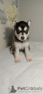 Zdjęcie №2 do zapowiedźy № 8577 na sprzedaż   - wkupić się Federacja Rosyjska prywatne ogłoszenie, od żłobka