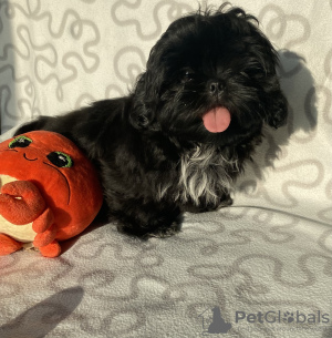 Zdjęcie №1. shih tzu - na sprzedaż w Ozorków | 1200zł | Zapowiedź №35914