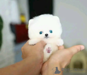 Zdjęcie №3. Weterynarz przeszkolony w zakresie toalet. Sprawdzony pomorski. Belgia