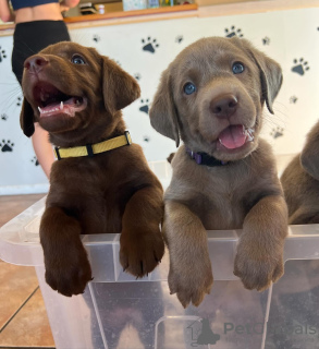 Zdjęcie №1. labrador retriever - na sprzedaż w Berno | negocjowane | Zapowiedź №120102