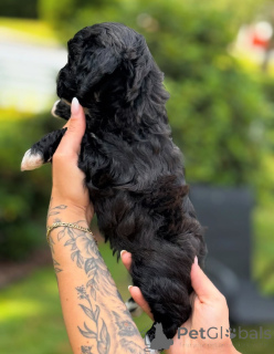 Zdjęcie №3. Dean Janet Kay Puppies House. USA