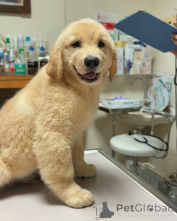 Zdjęcie №1. golden retriever - na sprzedaż w Moginz | negocjowane | Zapowiedź №158748