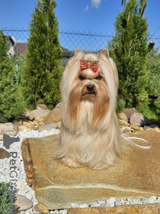 Zdjęcie №1. yorkshire terrier - na sprzedaż w Mińsk | negocjowane | Zapowiedź №147252