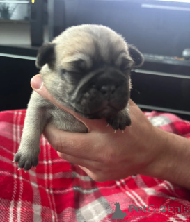 Zdjęcie №1. mops - na sprzedaż w Alesund | 2153zł | Zapowiedź №170165