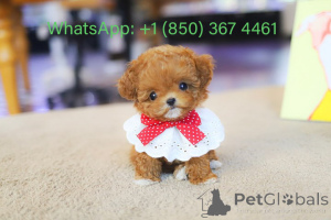 Zdjęcie №3. Dean Janet Kay Puppies House. USA