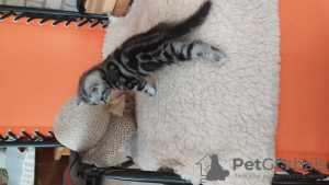 Zdjęcie №3. Kociak BRI ns 22 64. Federacja Rosyjska