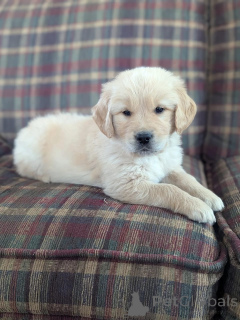 Zdjęcie №3. Mir hunn schéi Golden Retriever Welpen, déi en léift Doheem sichen!. Luksemburg