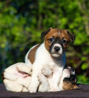 Zdjęcie №1. jack russell terrier - na sprzedaż w Petersburg | Negocjowane | Zapowiedź №2523