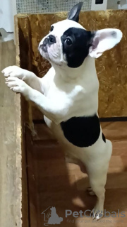 Zdjęcie №1. buldog francuski - na sprzedaż w Wrocław | negocjowane | Zapowiedź №133129
