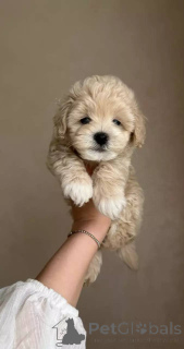 Zdjęcie №2 do zapowiedźy № 154941 na sprzedaż  maltipu - wkupić się Niemcy hodowca