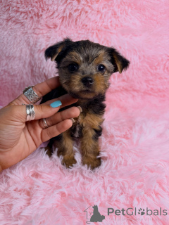 Zdjęcie №4. Sprzedam yorkshire terrier w Montpellier. hodowca - cena - negocjowane
