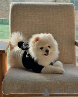 Zdjęcie №1. szpic miniaturowy - na sprzedaż w Porto | 1674zł | Zapowiedź №132474