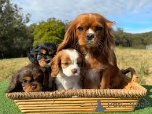 Zdjęcie №1. cavalier king charles spaniel - na sprzedaż w Paryż | 3348zł | Zapowiedź № 160952
