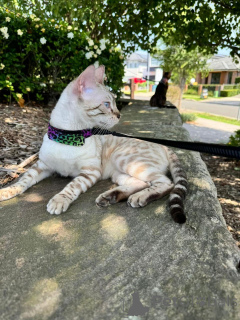 Zdjęcie №1. kot bengalski - na sprzedaż w Dielsdorf | 3588zł | Zapowiedź № 152643