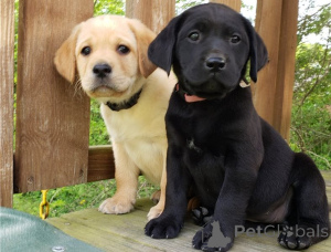 Zdjęcie №1. labrador retriever - na sprzedaż w Praga | negocjowane | Zapowiedź №178297